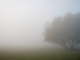 Fototapeta na wymiar foggy morning on the river near the floodplain meadow