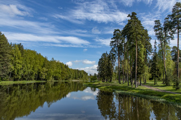 Fototapeta na wymiar Wide river with pine trees on the shore