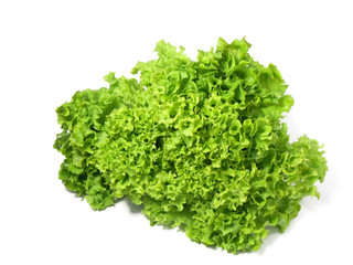 Salad leaf. Green oak lettuce on white background