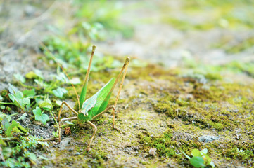 Close up of a grasshopper on a mossy road