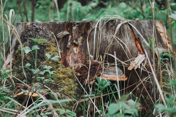 old dry stump in the forest