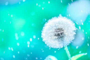 macro shot of a dandelion.Blue background. Drops of dew close up. Summer Freedom Concept. Design Element. Rain, beautiful bokeh in defocus.