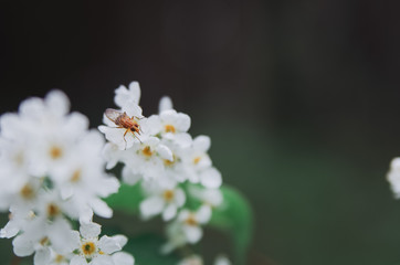 plants with beetles on flowers