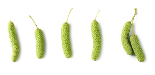 Birch tree seeds set and collection isolated on white background, top view