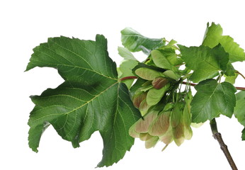 Maple tree, acer pseudoplatanus, leaves and seeds with twig, branch isolated on white background...