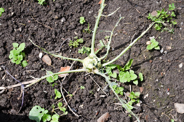 Schneckenplage im Garten