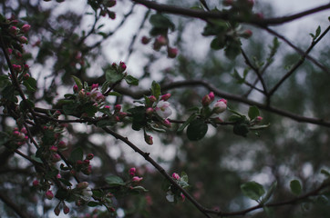 blooming Apple tree on a dark background