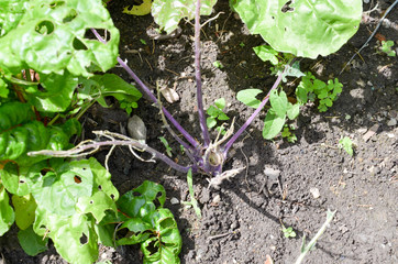 Schneckenplage im Garten