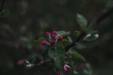 blooming Apple tree on a dark background