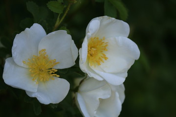 Obraz premium wilde rose