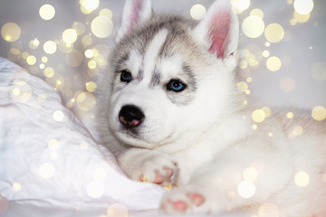 Cute siberian husky puppy sitting on white background. The dog is lying on the bed. Puppy indulges. © voltgroup