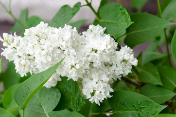 branch of flowering white lilac