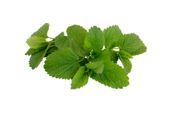 leaves of a fresh melissa