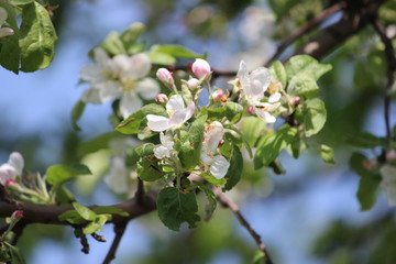 Obraz premium Apple tree in bloom