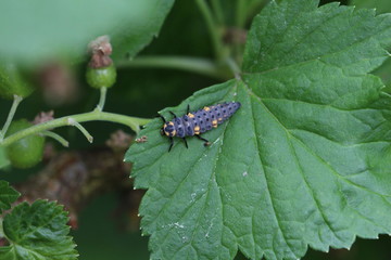 Larve des Siebenpunkt Marienkäfers