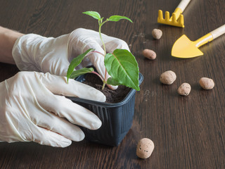The plant stalk is placed in a plastic pot