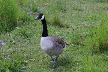gans