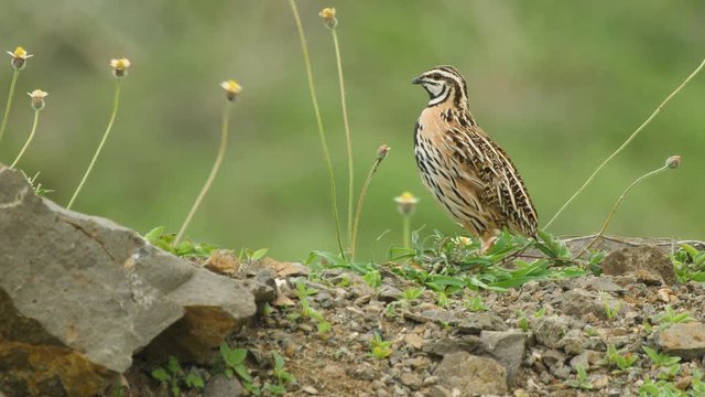 Rain Quail Male Bird calls out raising its neck surrounded by flowers in a Indian Grassland