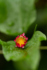 red flower with dew drops