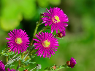 Obraz premium Beautiful violet hardy ice plant flower