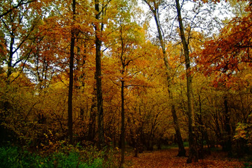 Golden autumn in the forest, Moscow