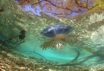 underwater jelloy fish  caribbean sea Venezuela