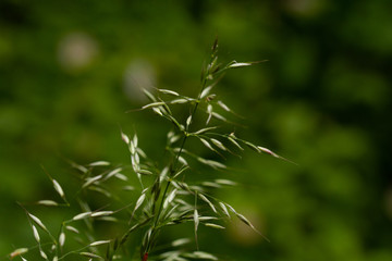 green grass background