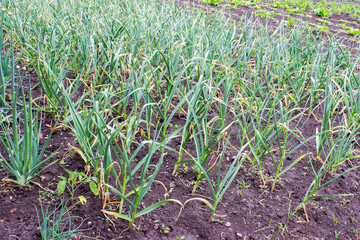 Green young garlic in the garden bed. Lush green feathery leaves. Planted on plantations in even rows. Countryside. Spring.