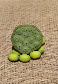 Nelumbo Nucifera Pod or Indian Lotus Head with Seed on Burlap Fabric in Vertical Orientation, Also Known as Bean of India or Egyptian Bean