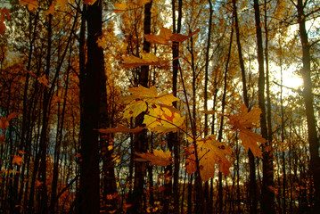 Golden autumn in the forest, Moscow