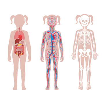 Internal structure of teen girl body.