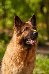 German Shepherd. A very cute beautiful thoroughbred brown dog with a yellow flower on the nose sits in the park. Animal photography for veterinary clinic websites, magazines and blogs.