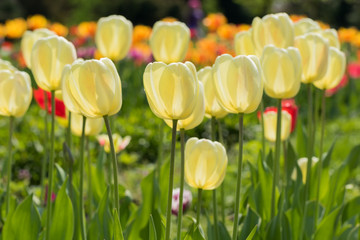 Yellow tulips in the sun