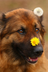 German Shepherd. Very cute beautiful thoroughbred dog of brown color with a dandelion behind the ear and a yellow flower on the nose. Animal photography for veterinary clinic websites, magazines and b