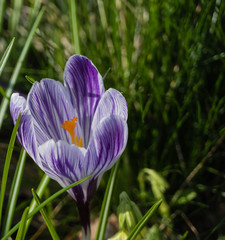 Zweifarbiger Krokus 