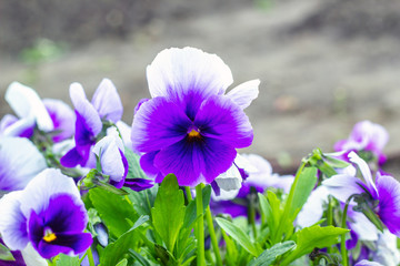Violet pansies flowers grows in light spring garden