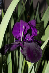 Iris germanica "tuxedo" with wavy edges. Flowers are single, rich dark purple, with brown-purple veins. Green leaves of elongated shape.