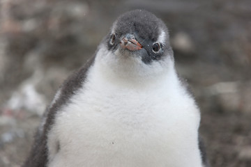 Antarctica chick of subantarctic penguin close-up on a cloudy winter day