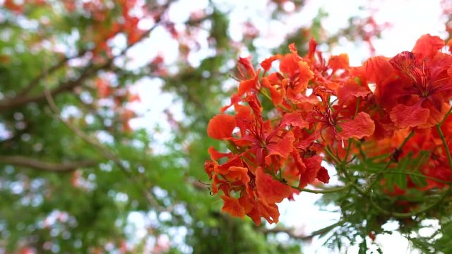 footage Caesalpinia pulcherrima flowers  blooming branches hanging on tree .