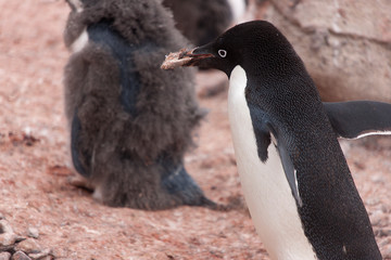 Antarctica Adelie penguin close-up on a cloudy winter day