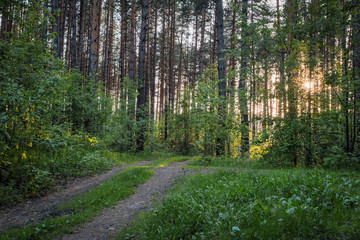 Fototapeta premium sunset in the woods