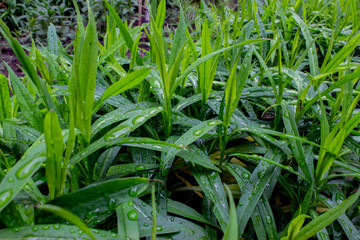 Spring green herb. Drops of dew after a rain. The leaves are elongated and sharp. Pattern.