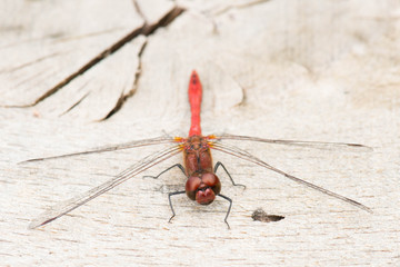 Red dragonfly is sitting on a wood, Haff Reimich nature reserve in Luxembourg
