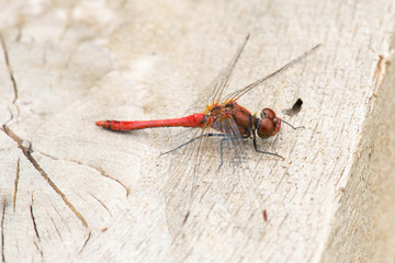 Red dragonfly is sitting on a wood, Haff Reimich nature reserve in Luxembourg