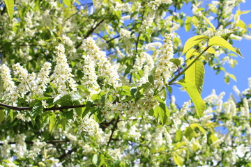 oatmeal, on a pink background, food, Breakfast,