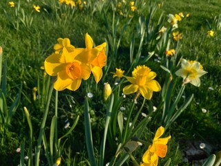 Fototapeta premium Daffodils