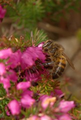 bee on a flower