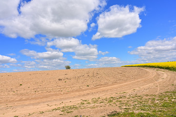 Photo in clear spring weather of the sky, the sun, blue clouds over a rapeseed field with a road in the sun