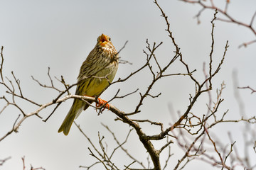 Corn bunting (Emberiza calandra) resting on a branch in his habitat