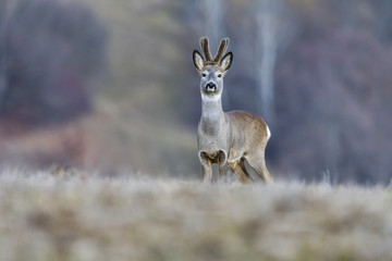 Wild roe deer in a field